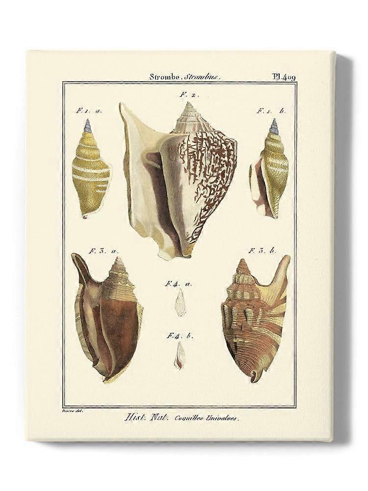 Strombe Shells Wrapped Canvas -Denis Diderot Designs,-ouyab1622