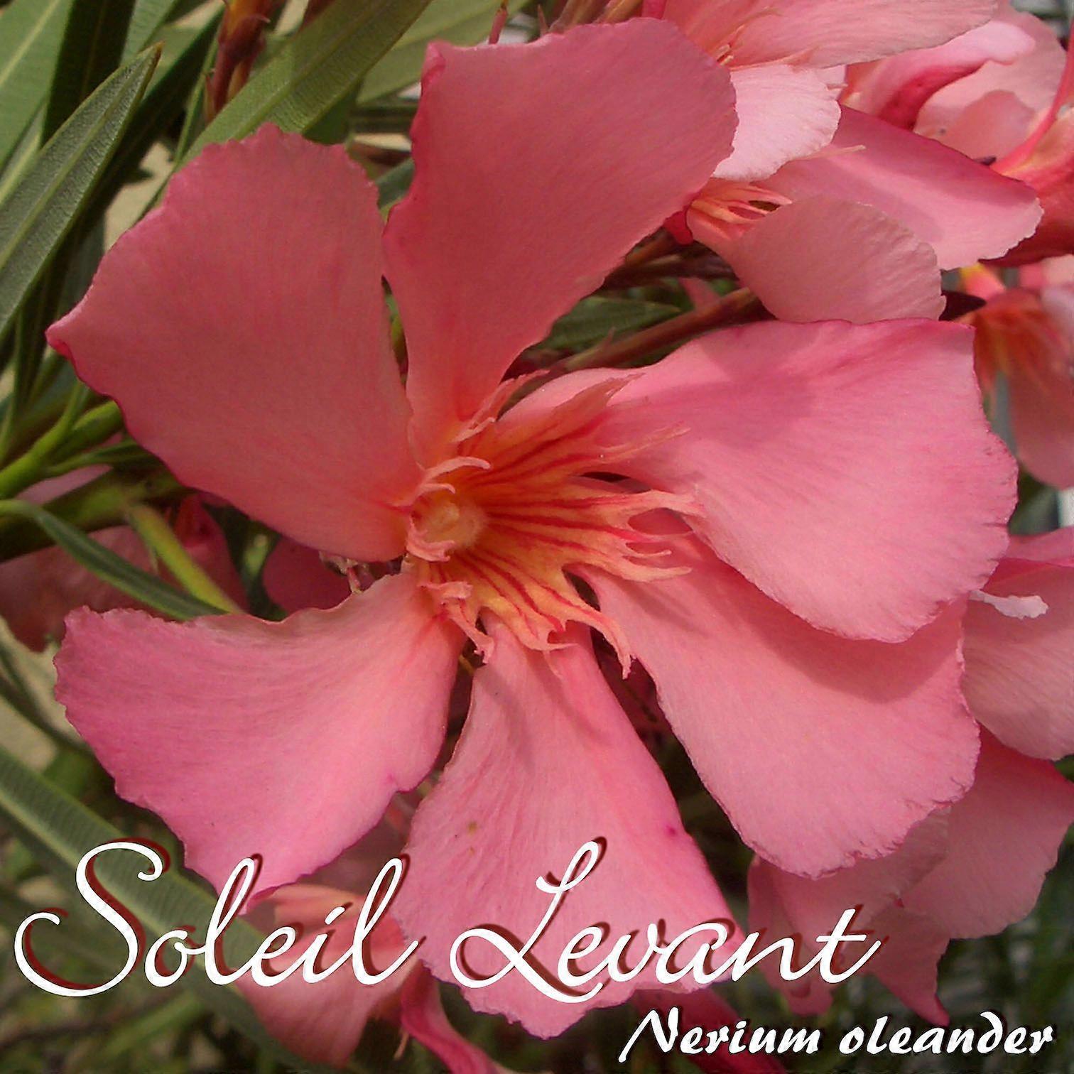 Oleander "Soleil Levant" - Nerium oleander - Size C03