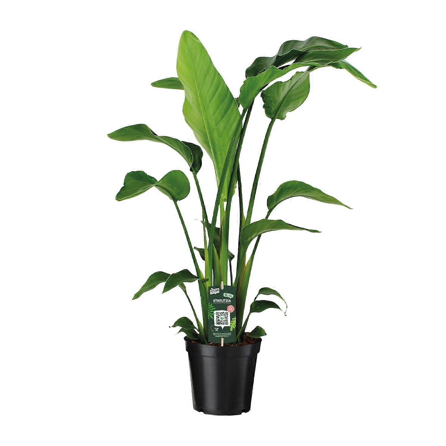 Strelitzia Nicolai - 80-90cm - Ø19cm