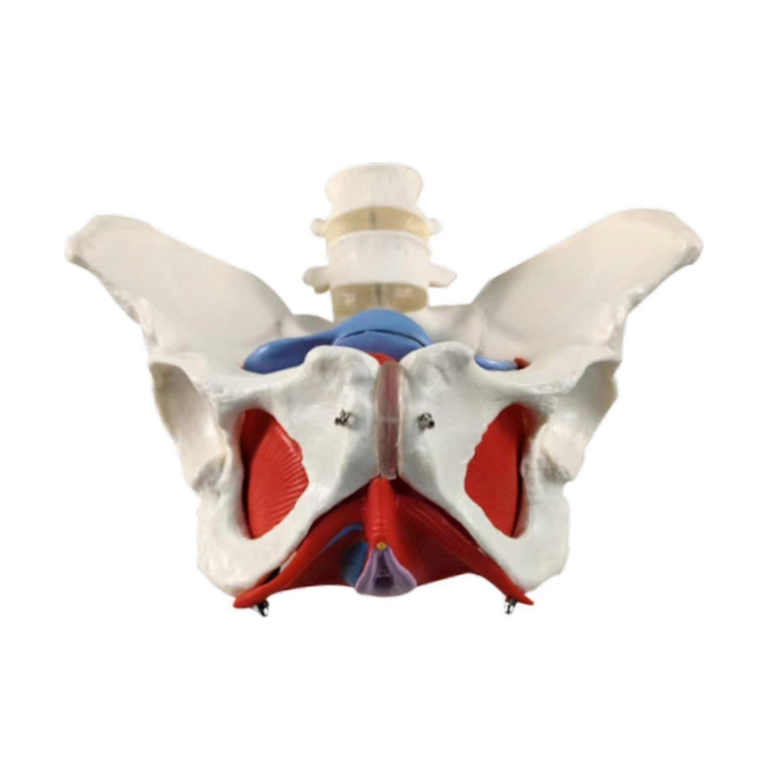 Female Pelvis Hip For Midwife In Obstetrics Communication