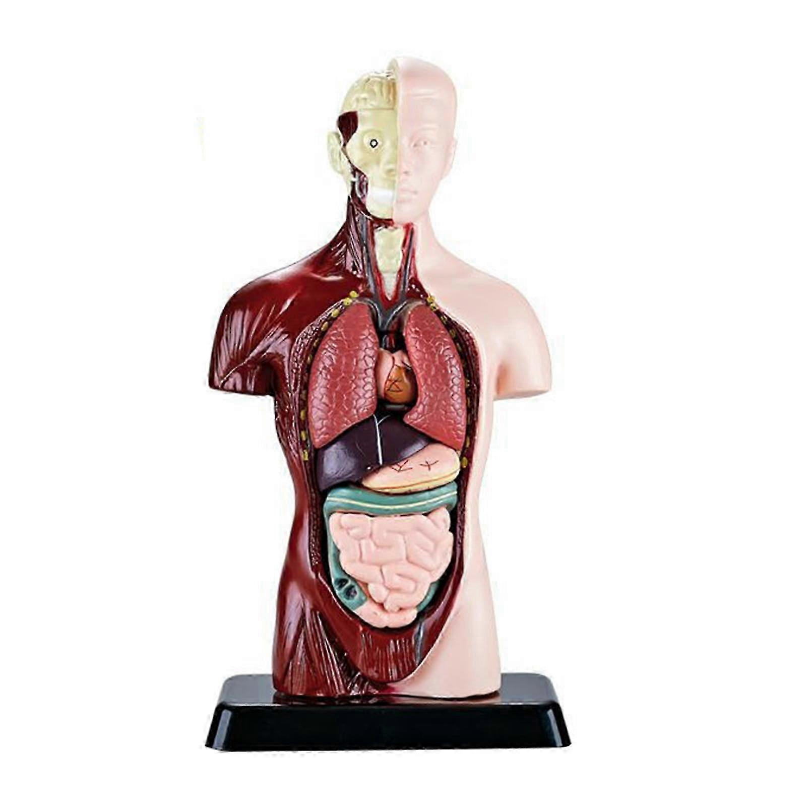 STEM Anatomy Model With Detachable Internal Organs