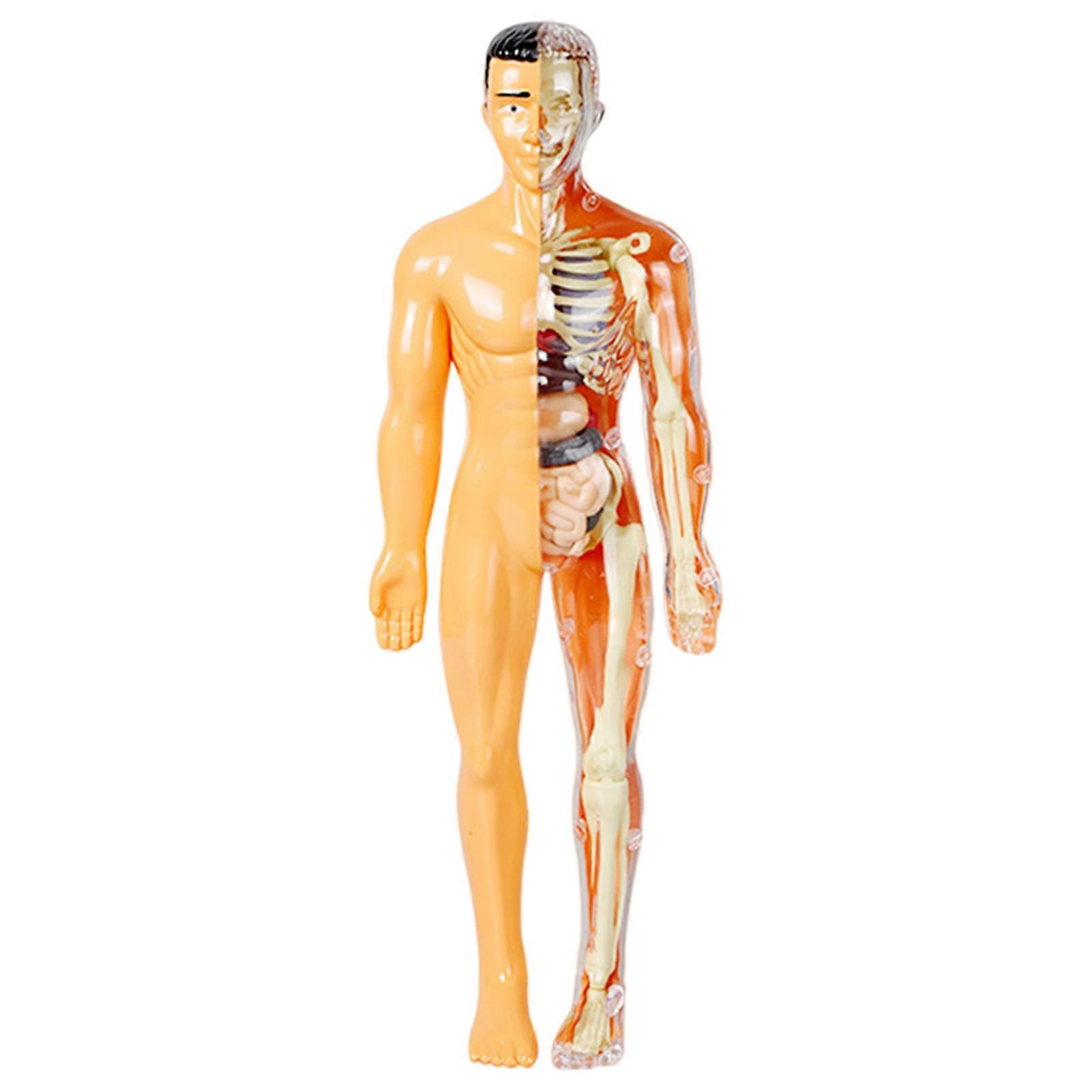 1 Set Human Body Model Anatomy Physiology Study Tools Detachable Skeletal System Model Learning Toy for Kids