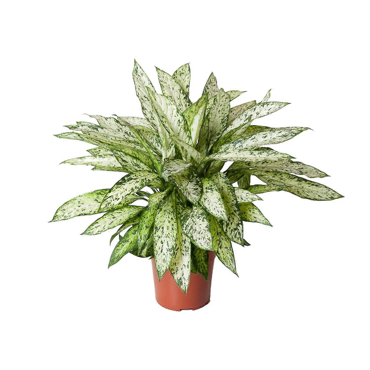 Dieffenbachia Vesuvius - 70-80cm - Ø27cm