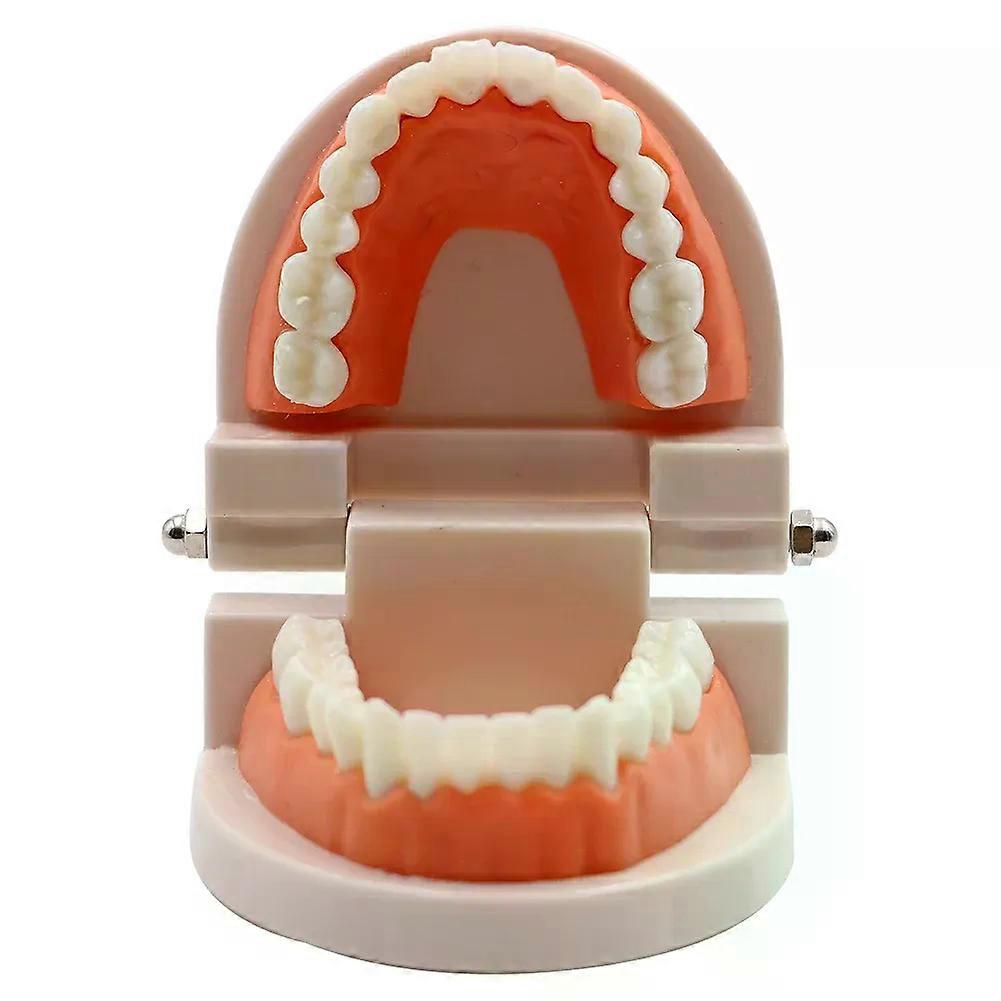 1pc Dental Teeth Model Standard Teeth Teaching Adult Tooth Model Study Training Tool Dentistry Lab Teeth Learn Material