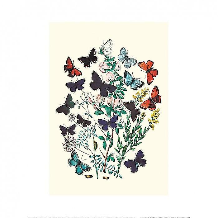 W. F. Kirby Butterflies Print