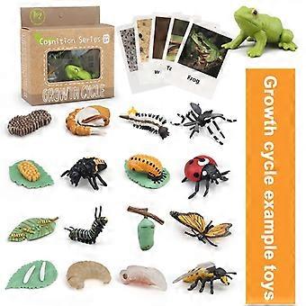 1 Scatola Biologia Discovery Giocattolo Rana Ape Panda Pulcino Farfalla Pesce Pianta Figurine di Animali Ciclo Vitale Apprendimento Creativo Bambino Prescolare Scien