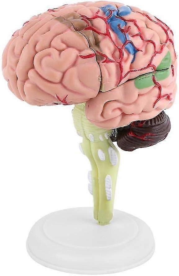 Health Gear Human Brain Model, Medical Anatomical Brain Model With Arteries For Science Classroom Study Display Teaching Learning Tool