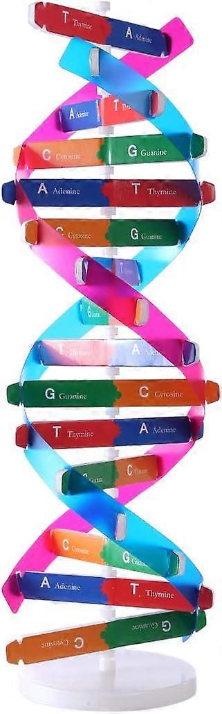 Science Educational Tool, Double Helix Model Reveals Biological Structure, Molecular Model Kit For Interactive Learning, Educational Teaching Aid,