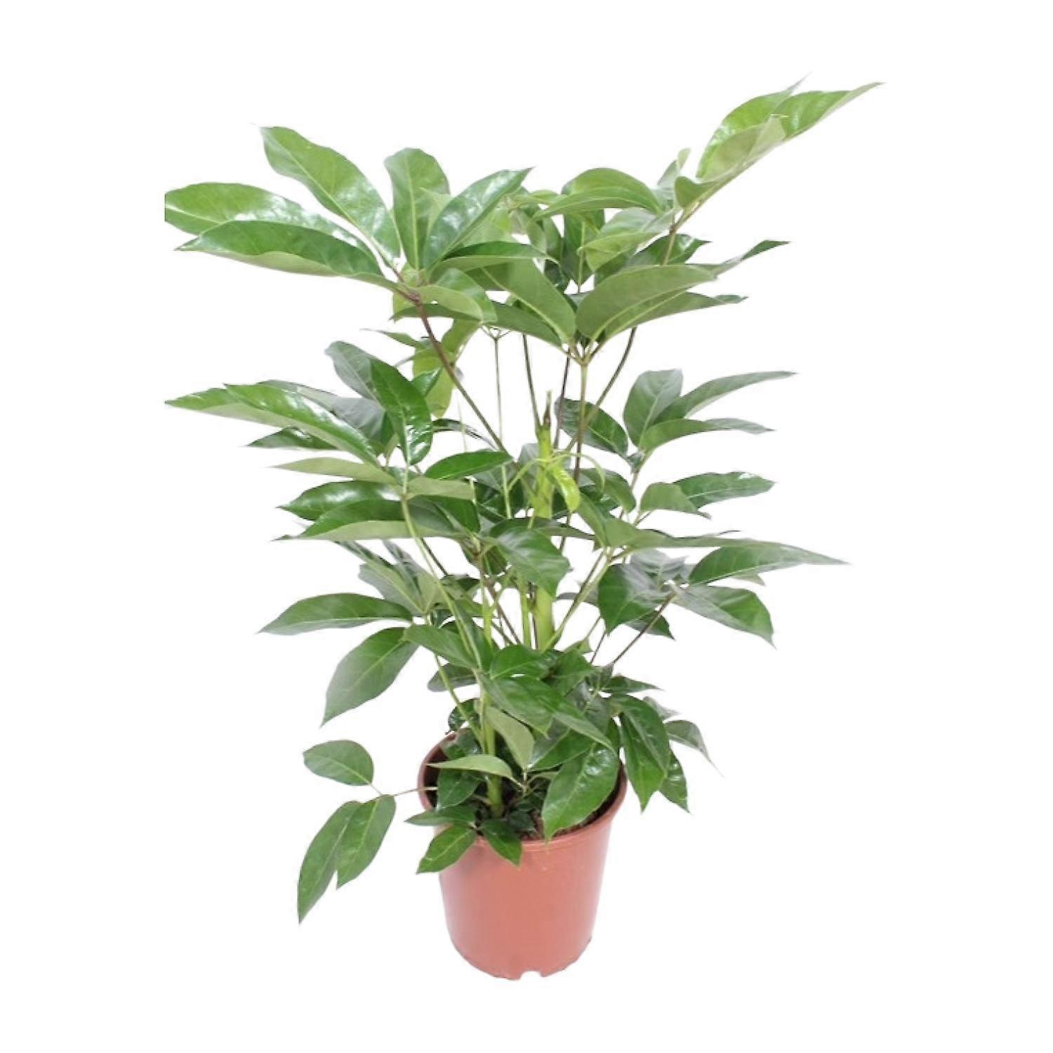 Schefflera Actinophylla Amate - 90-100cm - Ø24cm