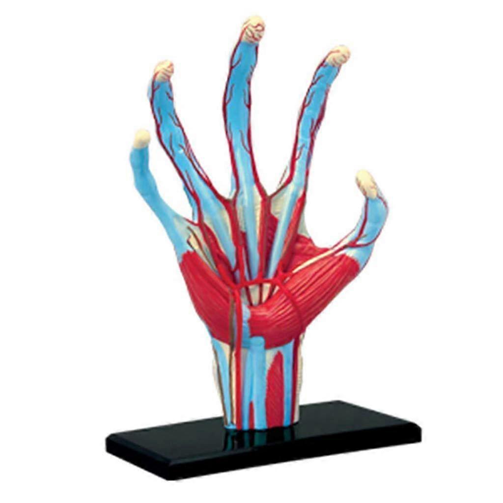 Anatomical model of human organs