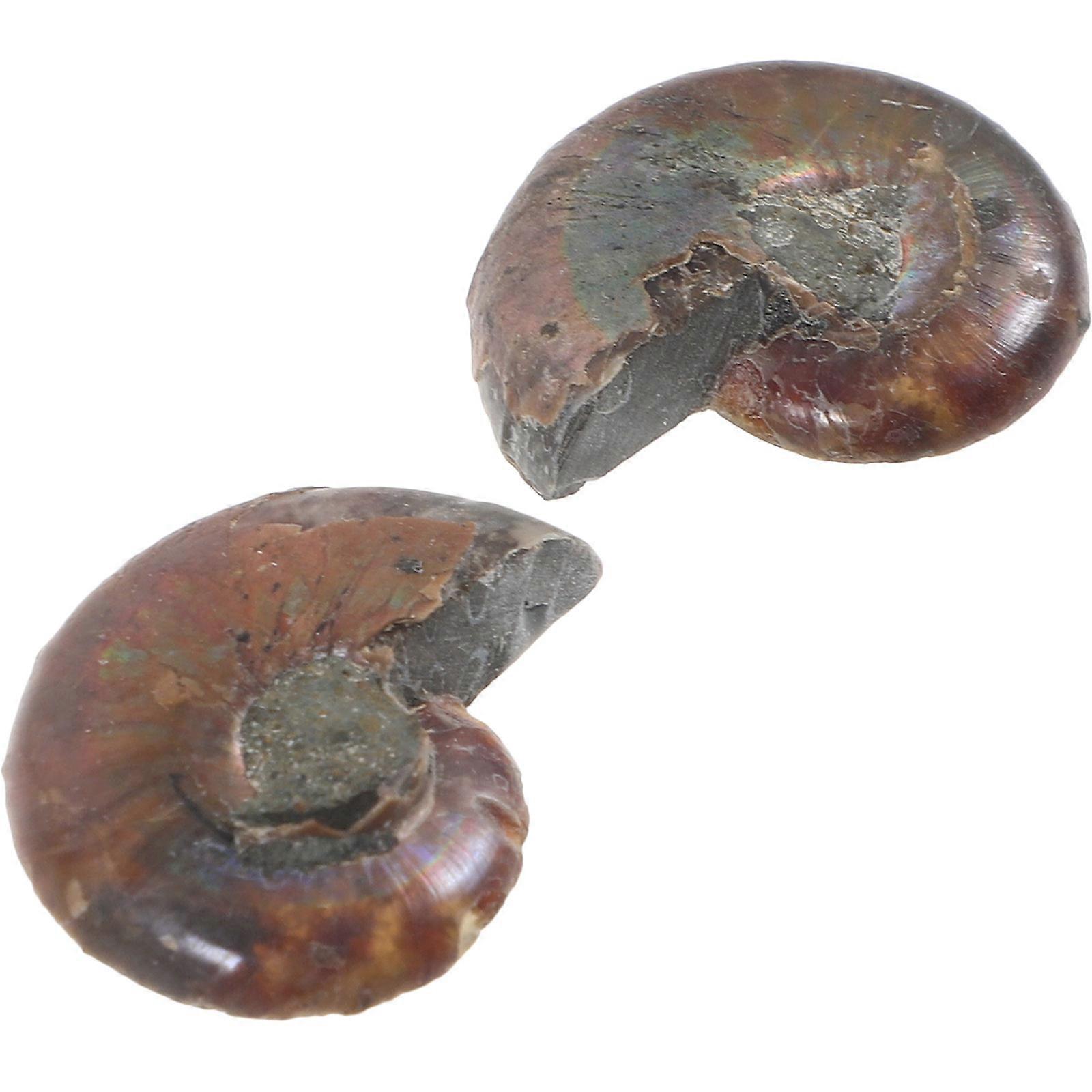 Ammonite Model for Teaching Educational Ammonite Specimen 2Pcs Coffee Natural