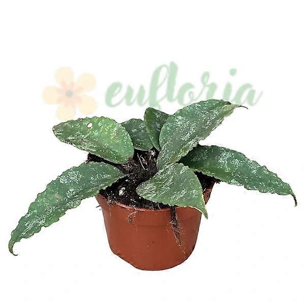 Hoya caudata Ø6cm