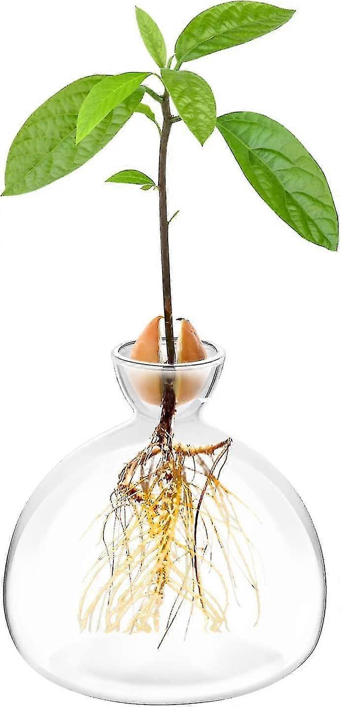 Avocado Seed Starter Planter Vase Pot Avocado Tree Growing Kit Glass Vases Grow Avocado Trees At Home Avocado Tree Growing Kit Unusual Gardening Gifts