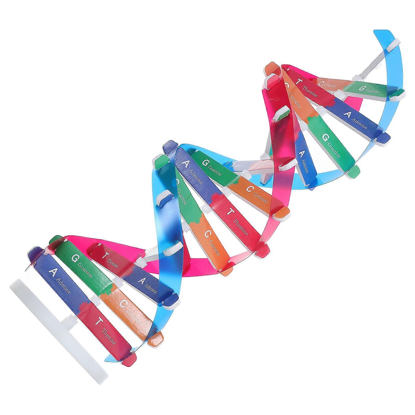 Science Gene Models Dna Double Helix Model for Classroom Experiments