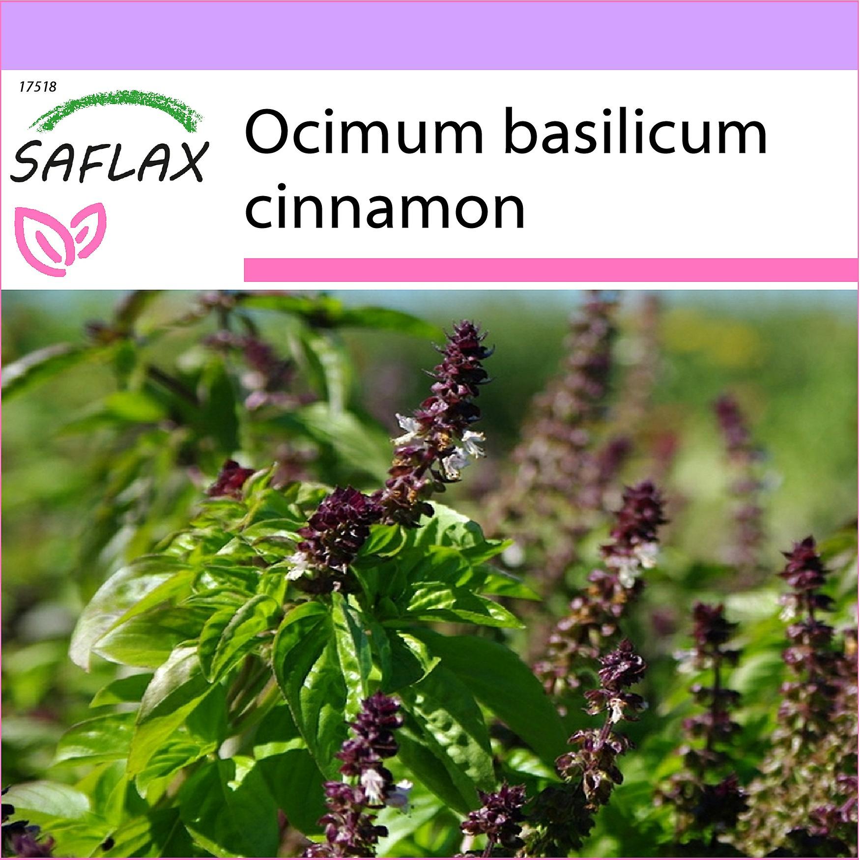 Saflax - 200 seeds - Cinnamon Basil - Basilic cannelle - Basilico cannella - Albahaca canela - Zimt-Basilikum