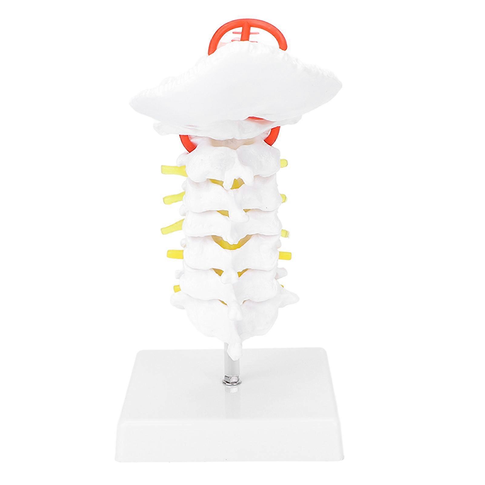 Cervical Vertebra Model Arteria Spine Spinal Nerves Anatomical Model compatible Science Classroom Study Teaching