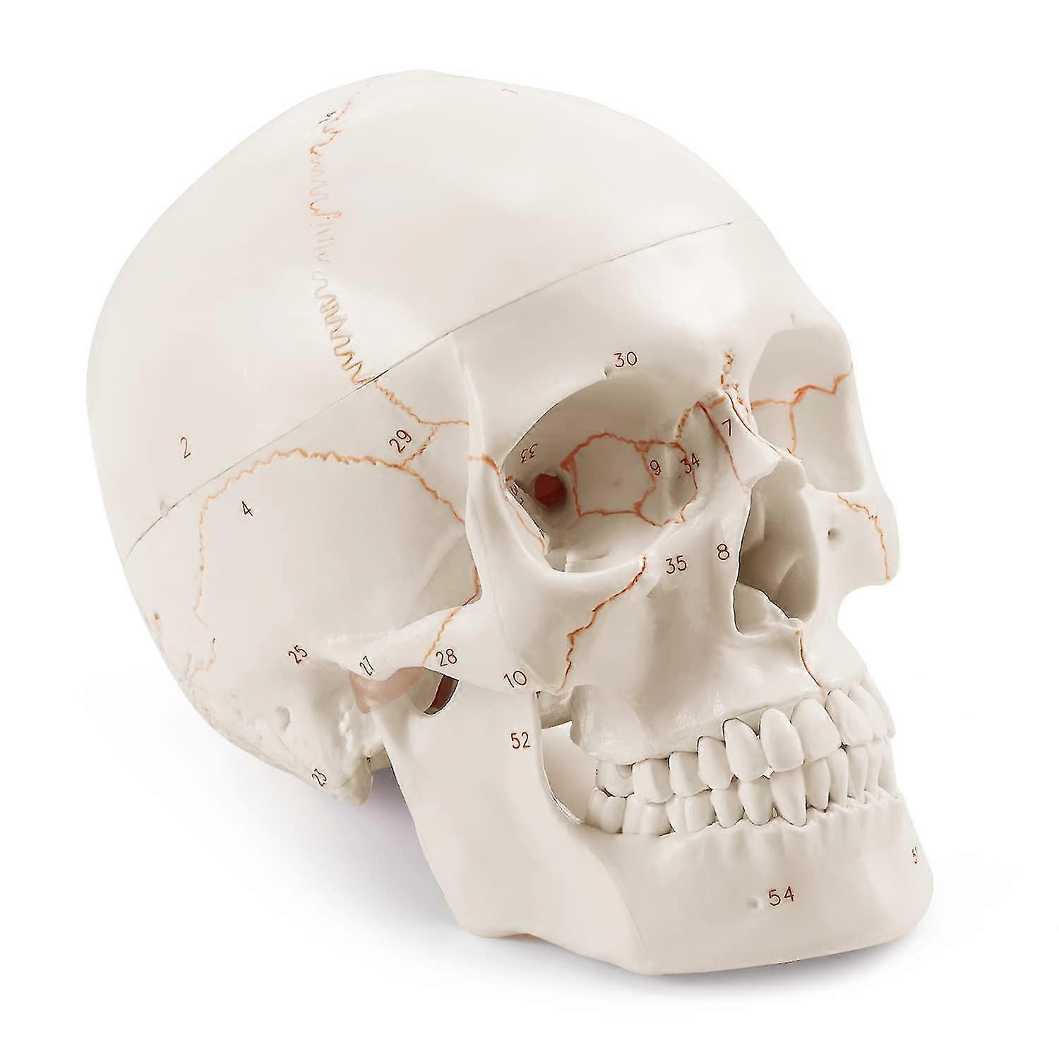 Upgraded Life Size Human Head Skull Anatomical Model With Newest Laser-etched Fonts Not Hand Write Number