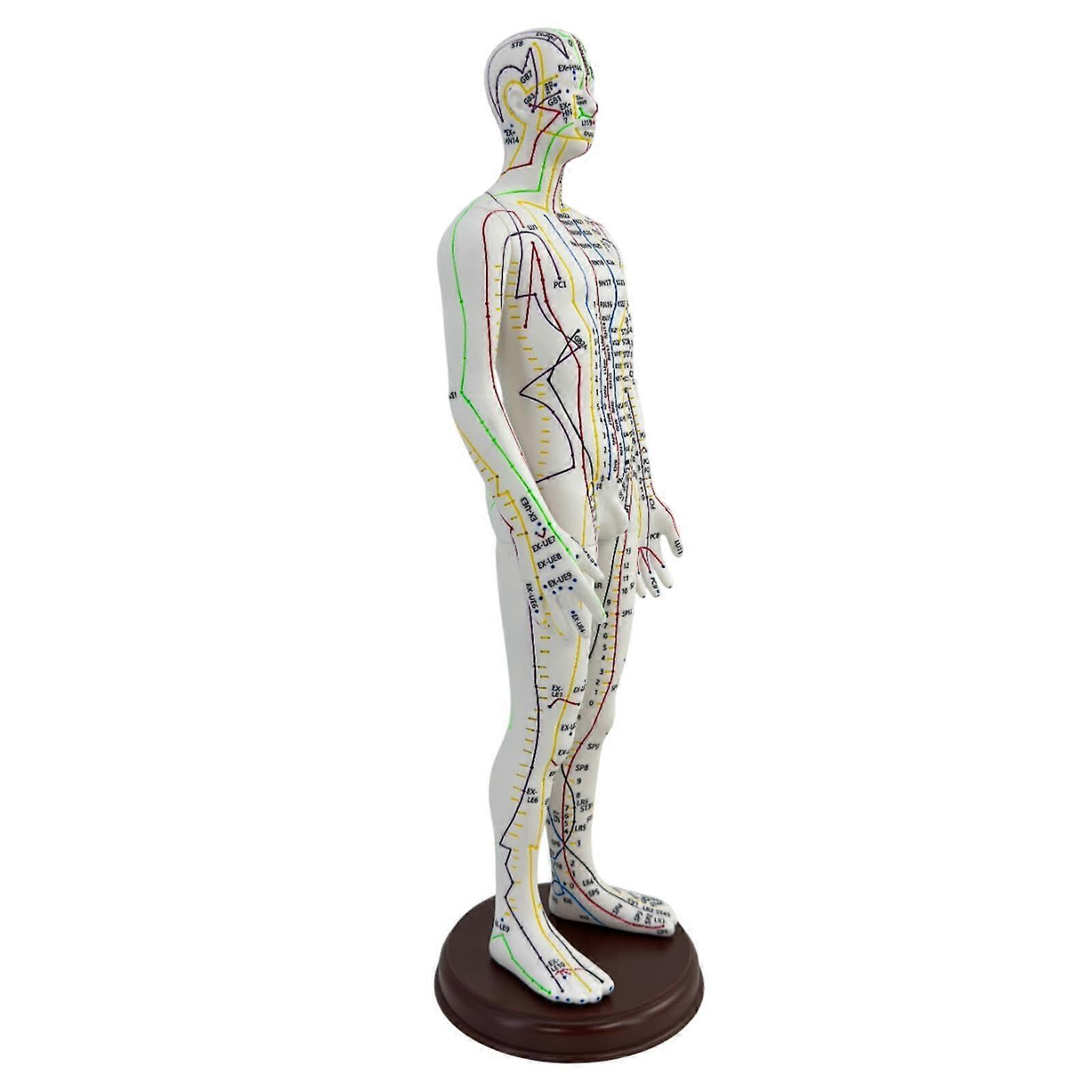 21.2 Inch Large Human Body Model PVC Lightweight Anatomy Figure with Base for Professionals Male Education