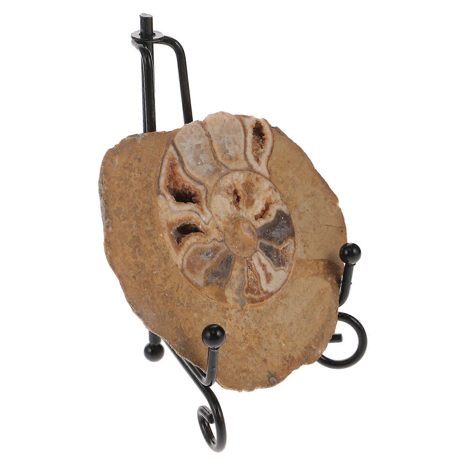 Ammonite Specimen Decoration 2Pcs Models for Table Decor