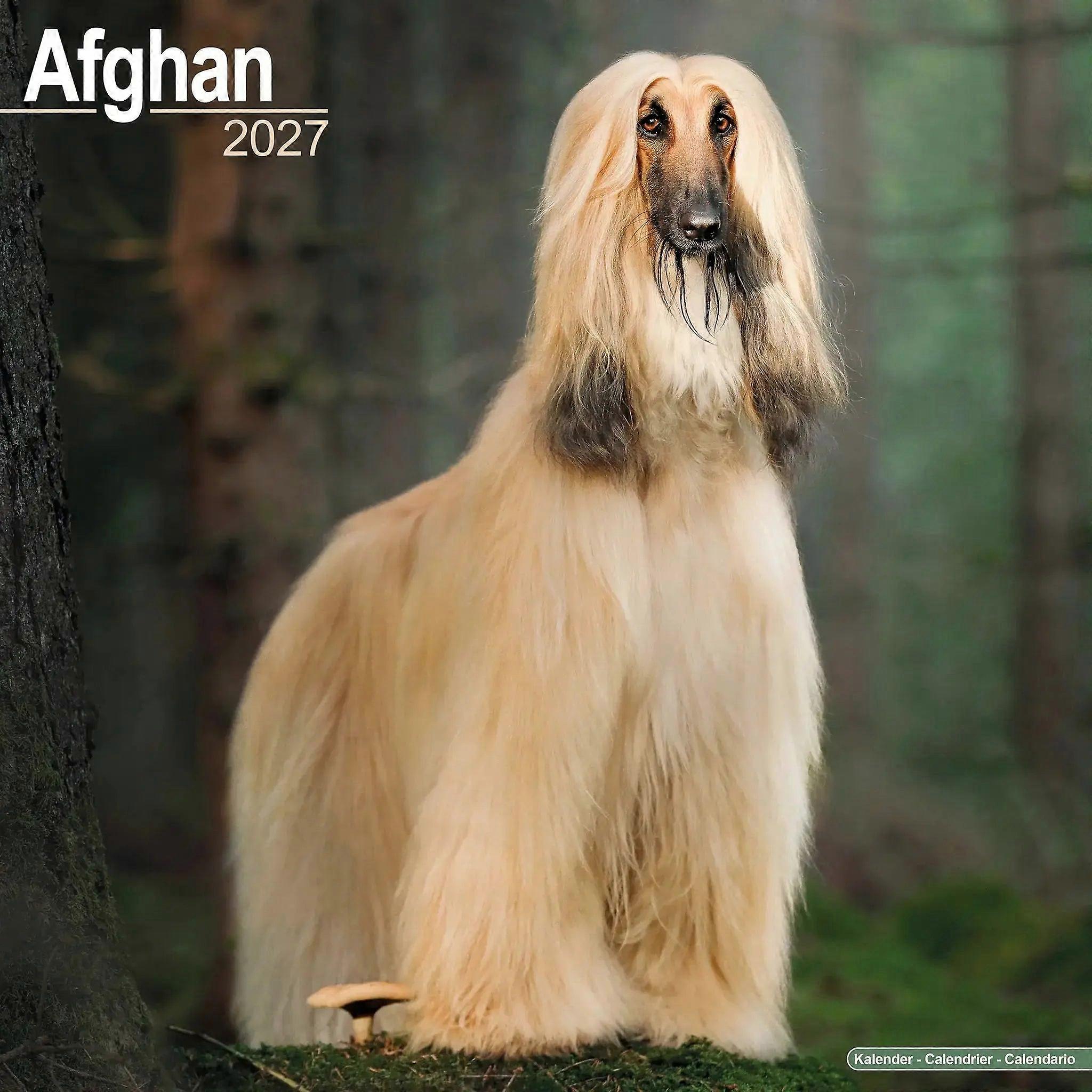 Avonside Afghan Hound Calendar 2026