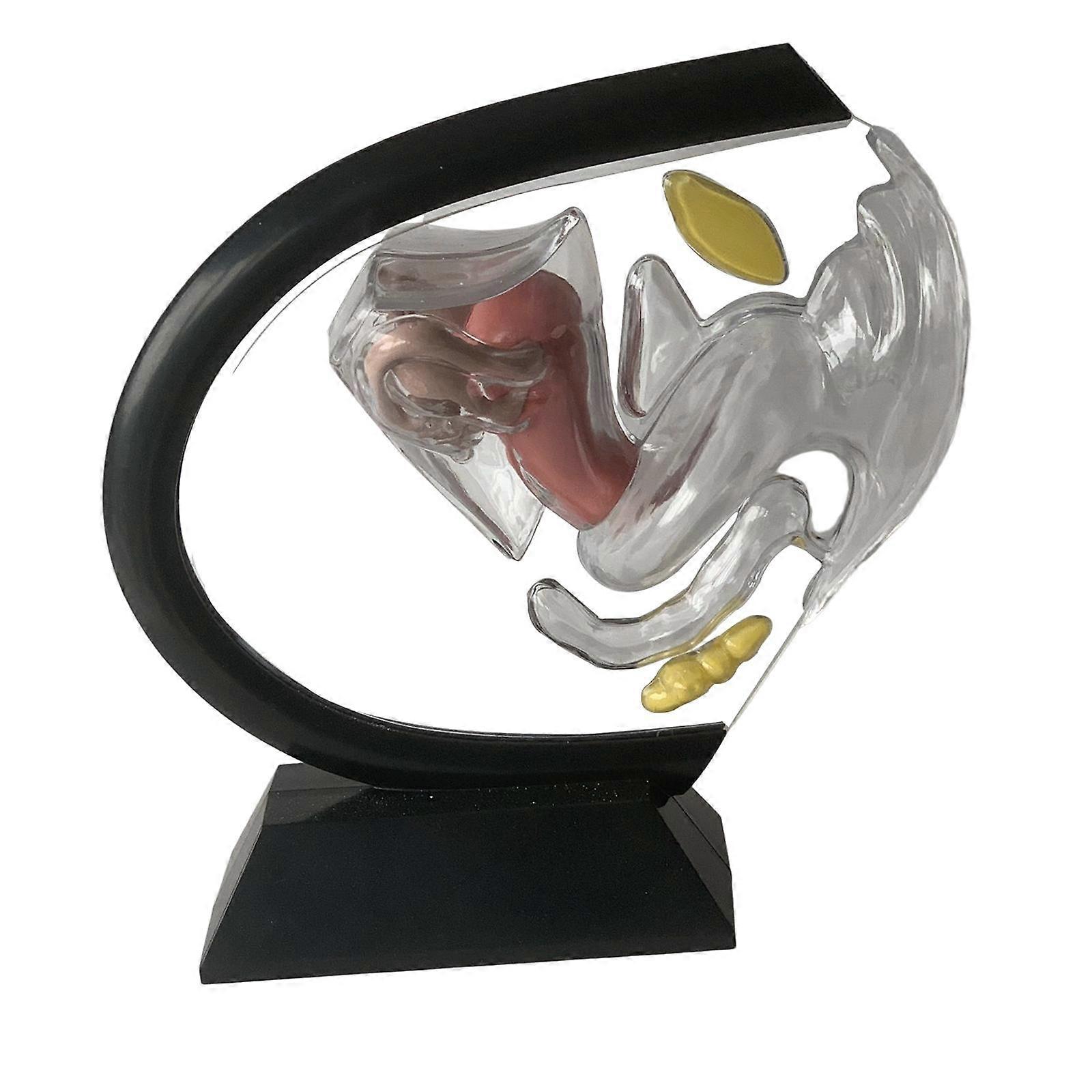 Reproductive Uterus Model Detailed Clear
