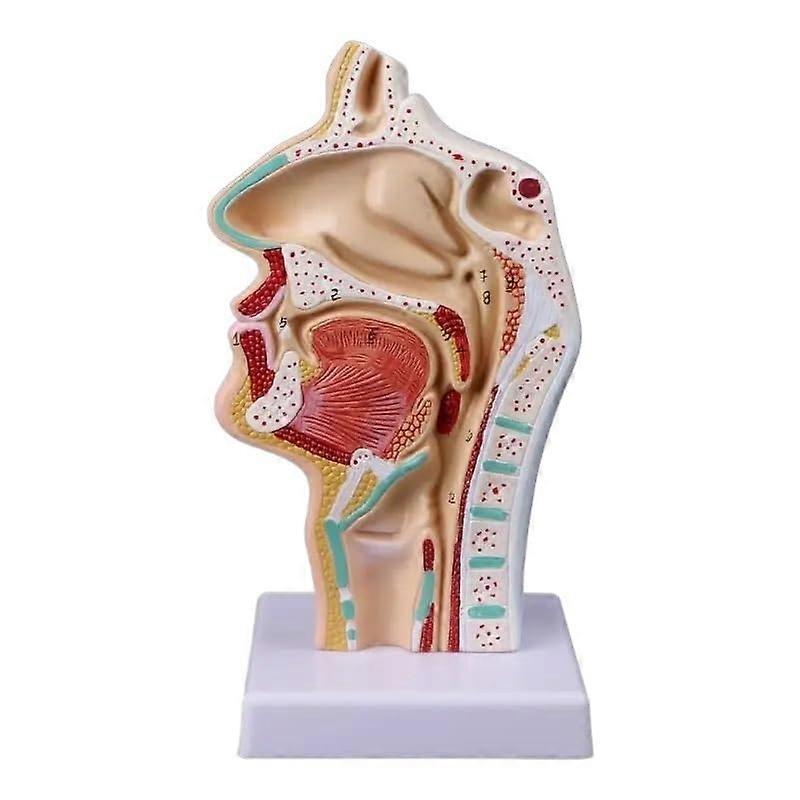 Anatomical Nasal Cavity Model For Teaching, Throat Anatomy, LifeSize Plastic Medical Model, Ideal For Classrooms