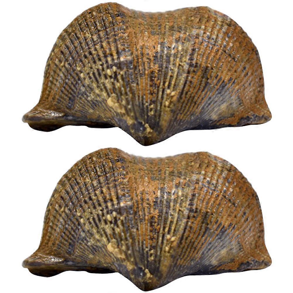 Stone Whelk Specimen Brachiopod for Teaching Props 2Pcs Decoration