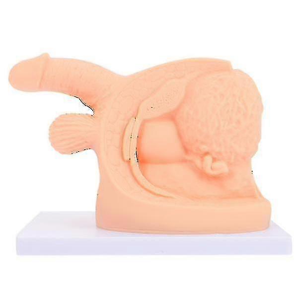 Conduit Catheter Practice Model Human Body Catheterization Model Catheterization Training Models Show Men Catheterization Model