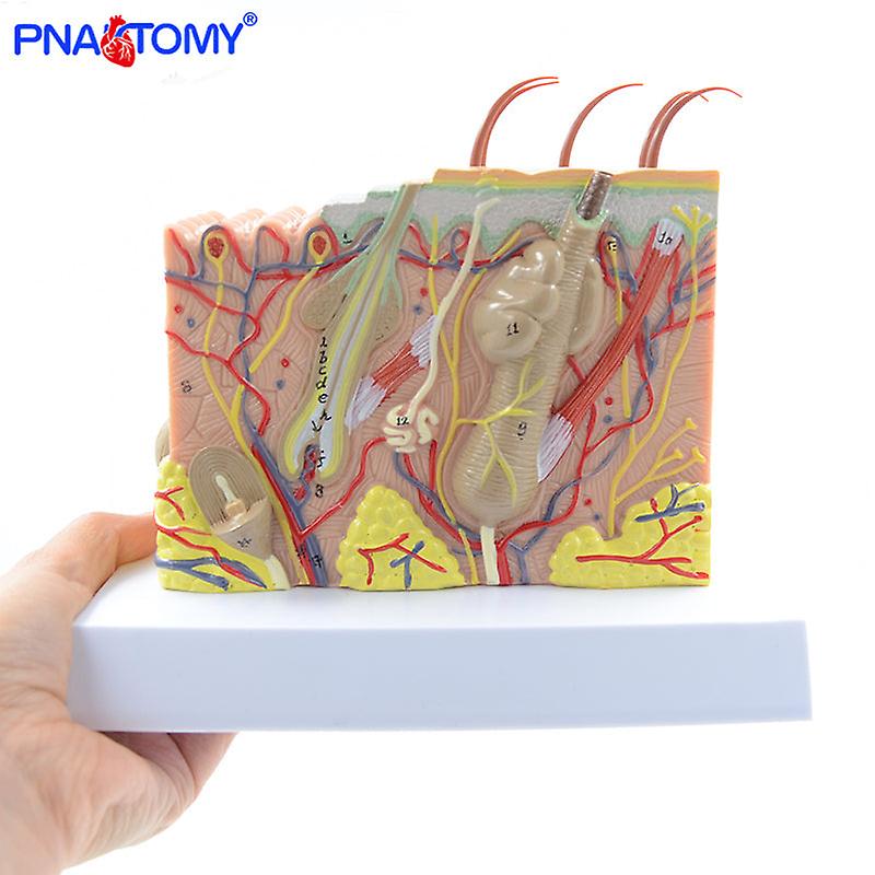 Human Skin Structure Model 35 Times Enlarged Plastic Hair Layer Structure Anatomical Model Medical Teaching Tool With Manual