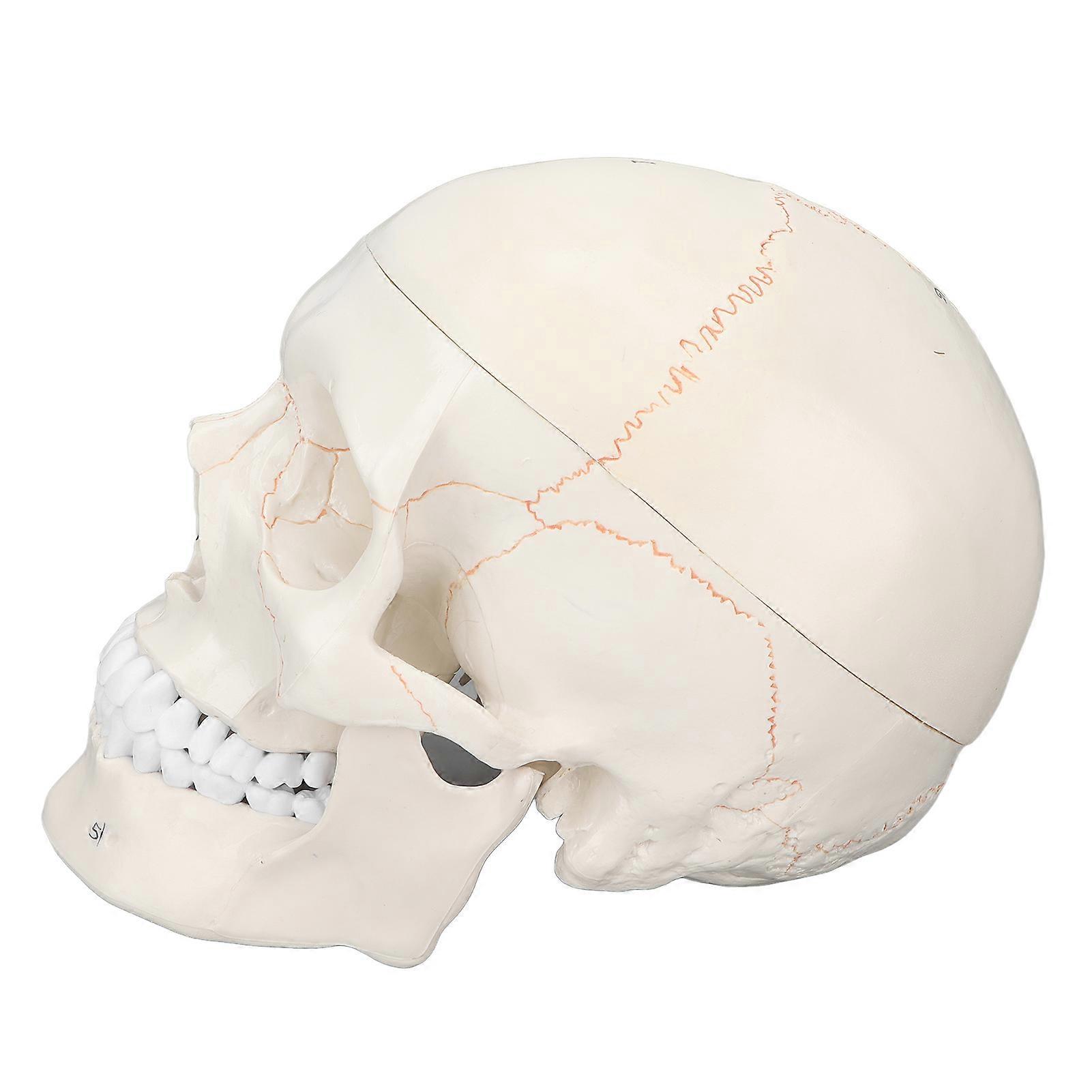 Skull Model Life Size Multipurpose Human Adult Skull Anatomical Model for Science Education Supplies