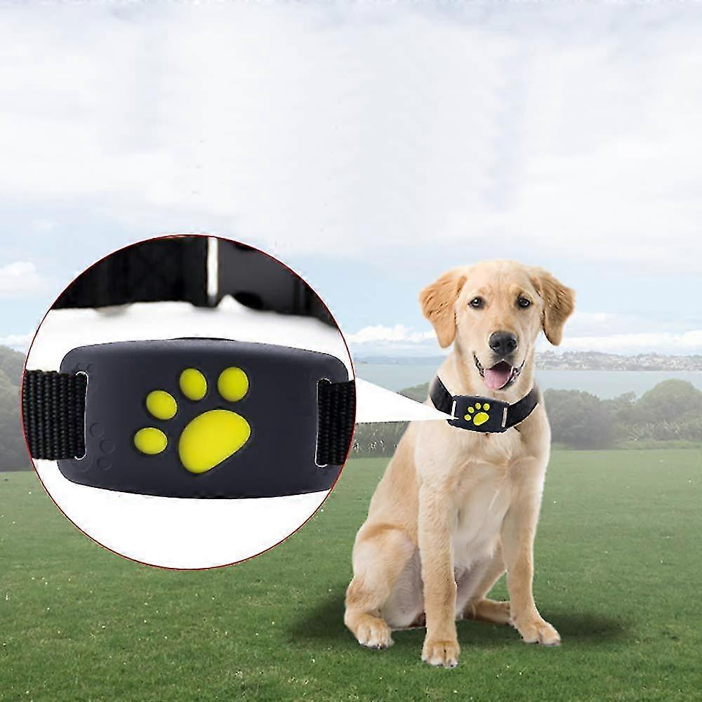 Observation of pet Gps tracker collar and cat and dog activity