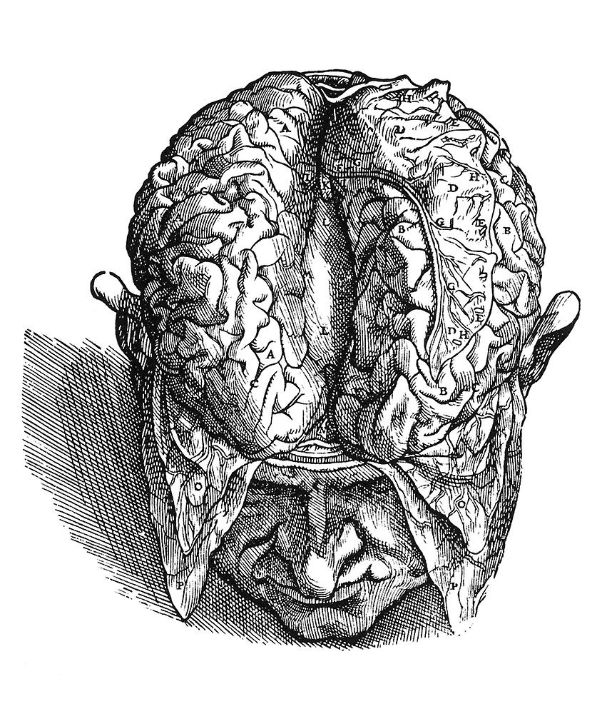 超美品 ヴェサリウス 脳 1543 脳のndisection 図3 1543年にバーゼルで出版されたアンドレアス ヴェサリウスの7冊目の本 デ ヒューマニ コーポリス ファブリカ のウッドカット ポスター 確実正規品 公式購入 Www Hsschool In