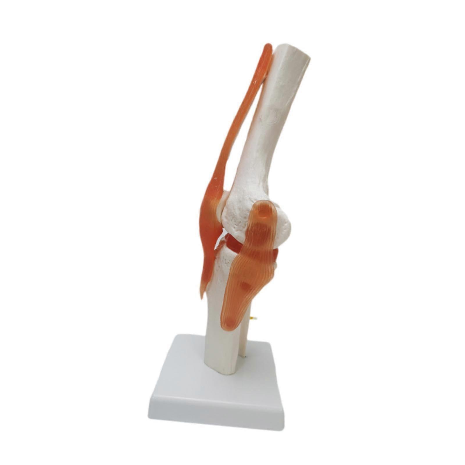 Human Knee Joint Model Flexible Anatomy Skeleton for Study and Teaching
