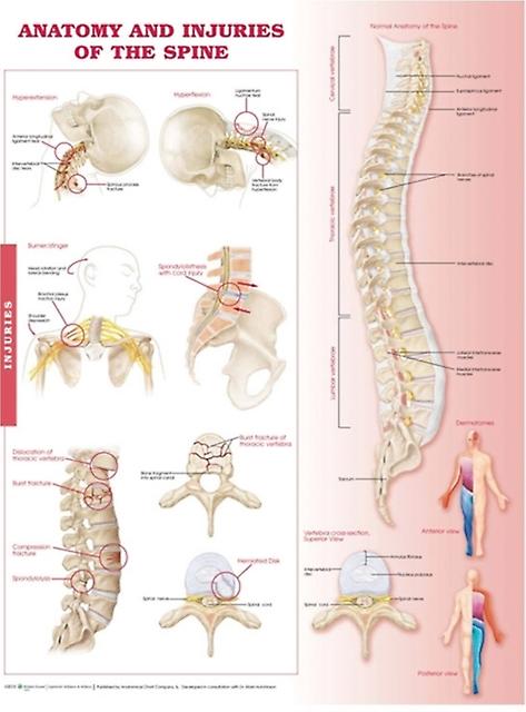 Anatomy And Injuries Of The Spine Wallchart Book
