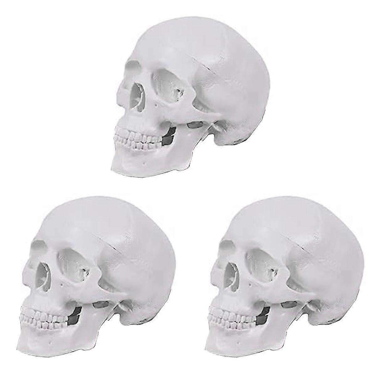 Mini Human Skull Model, 3 Parts Anatomical Skull Model