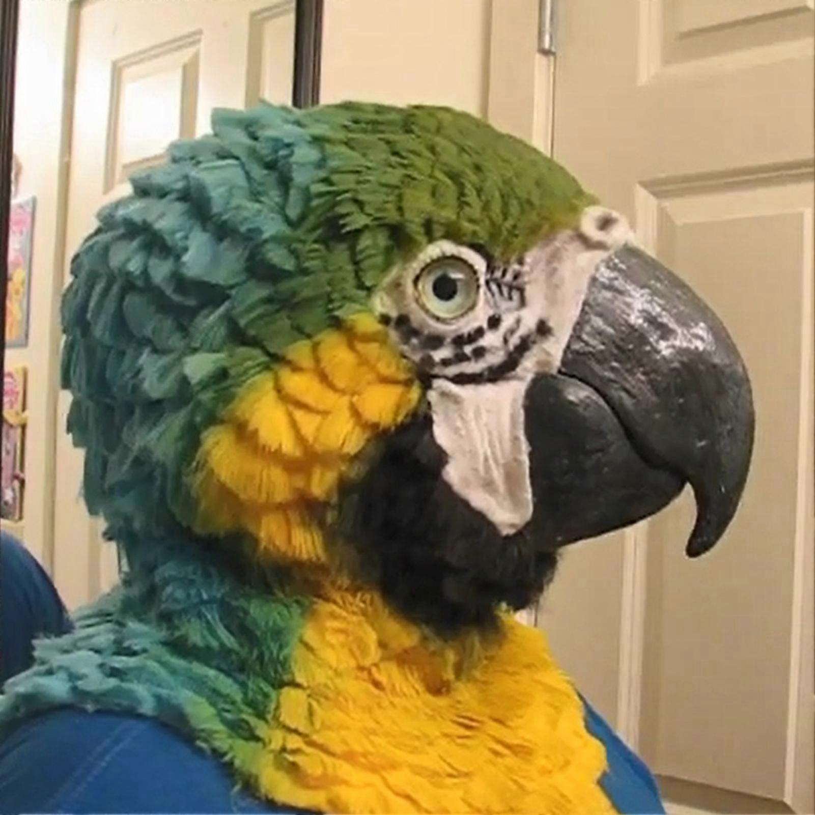 Eagle mask eagle headgear Halloween simulation animal bulldog parrot old man young man headgear mask Simulation parrot