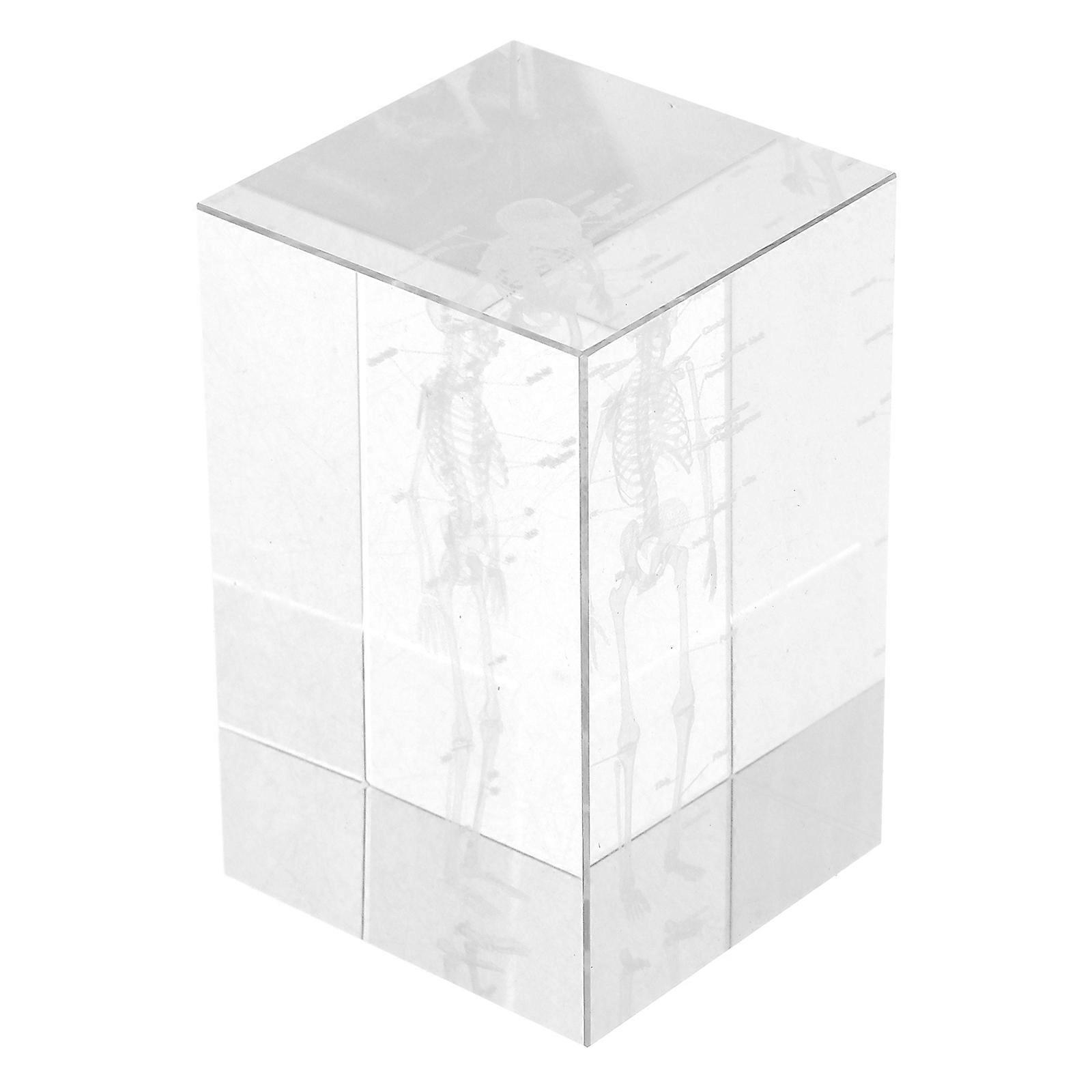 It looks like you're listing keywords related to **anatomical models** and **science themed decor**, possibly for product listings, , or content