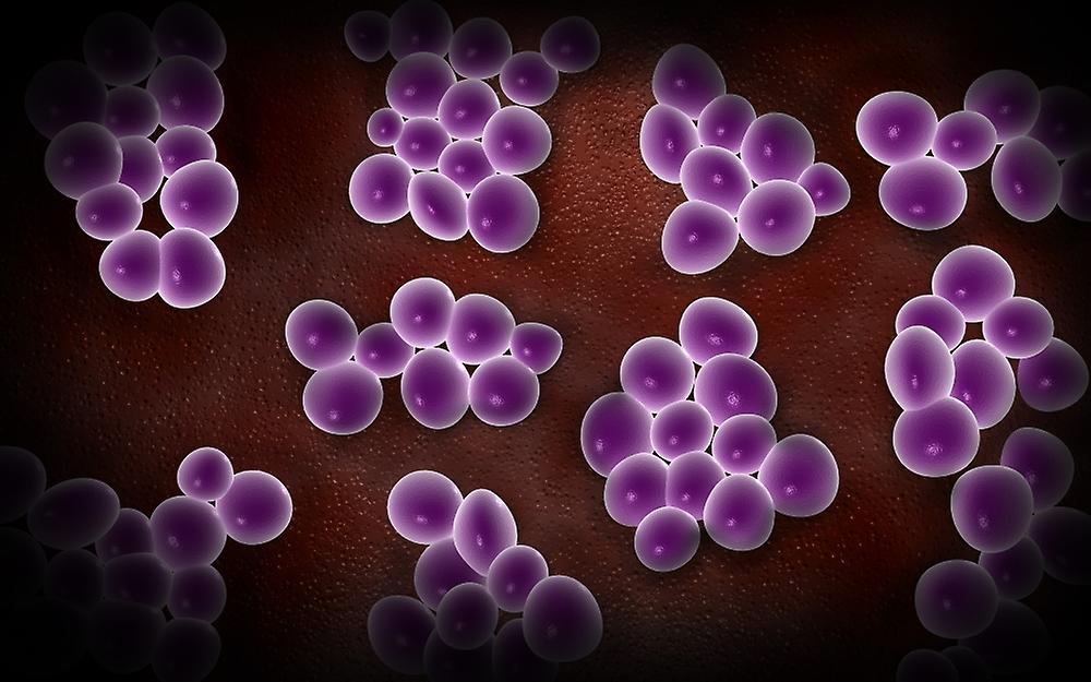 Microscopic view of staphylococcus. Poster