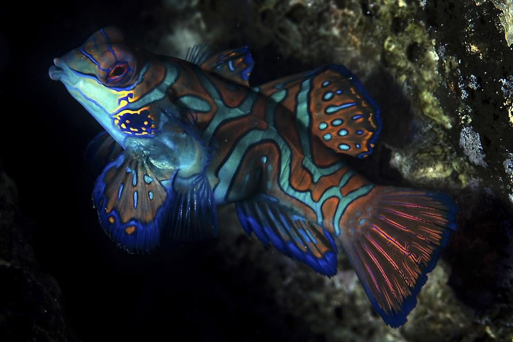 Colorful mandarinfish (Synchiropus spledidus). Poster