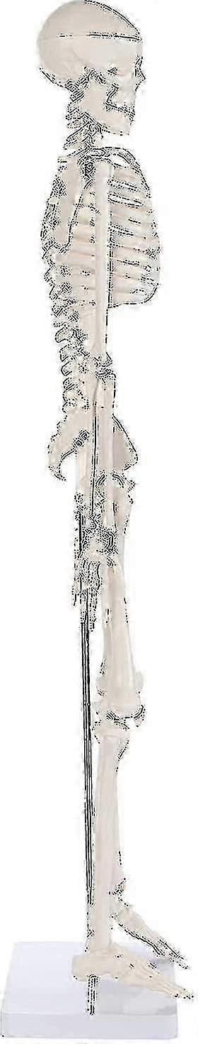 Λεπτομερές μοντέλο ανθρώπινου σκελετού με δίσκο σπονδυλικής στήλης, ιατρικό πρότυπο για εκπαιδευτική χρήση