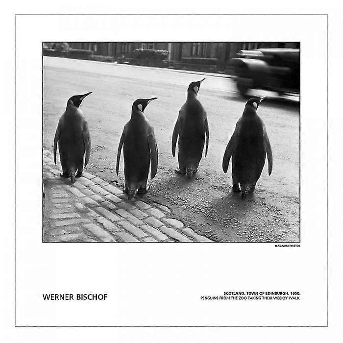 MAGNUM Werner Bischoff - Écosse Édimbourg Penguins 1950 Tirage