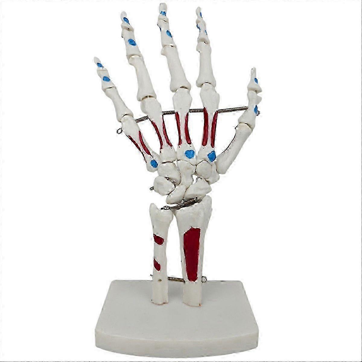 Flexible Wire Skeleton Hand Model Life Size