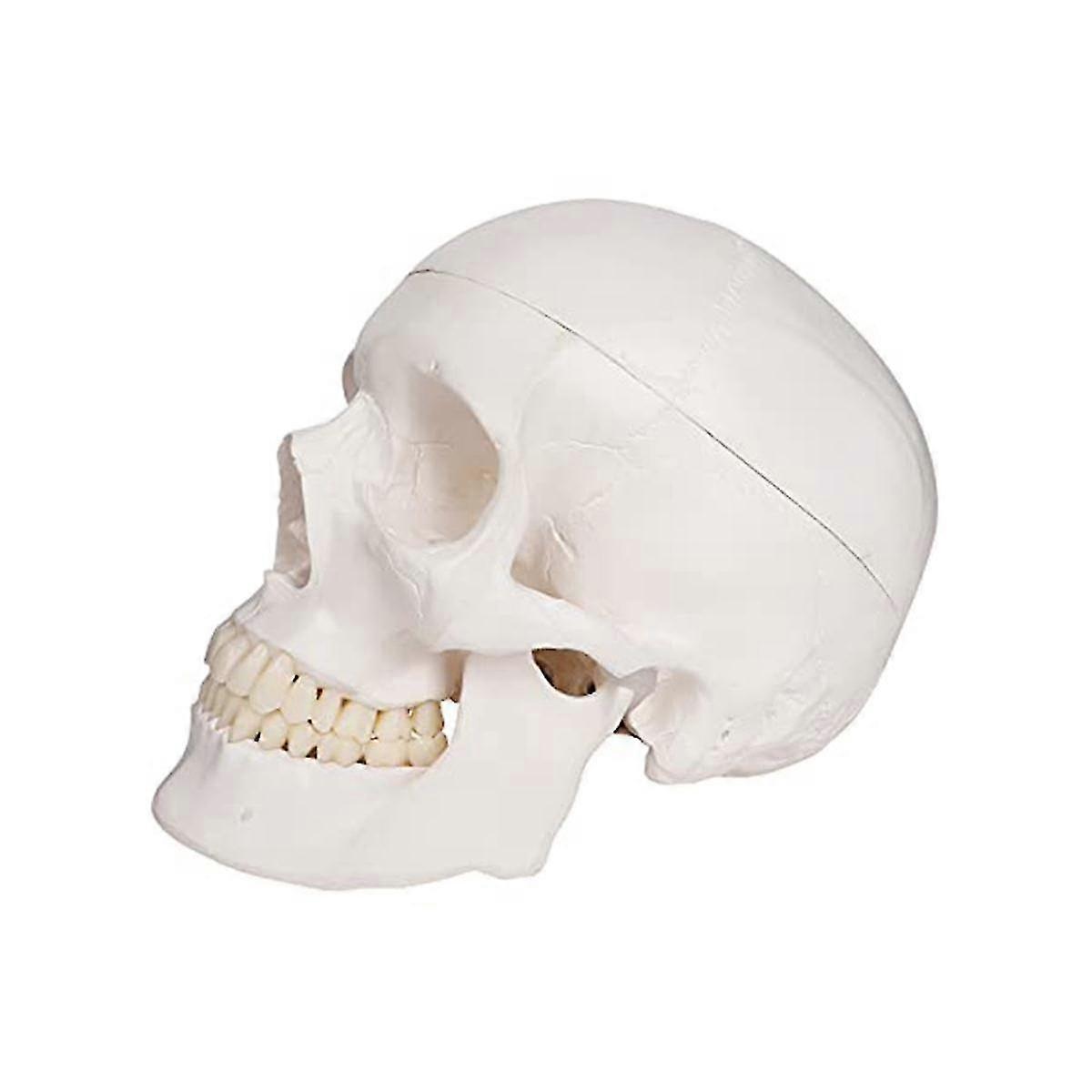 Human Scull Model, Life Size Anatomy Anatomical Adult Model With Removable Scull Cap And Articulate