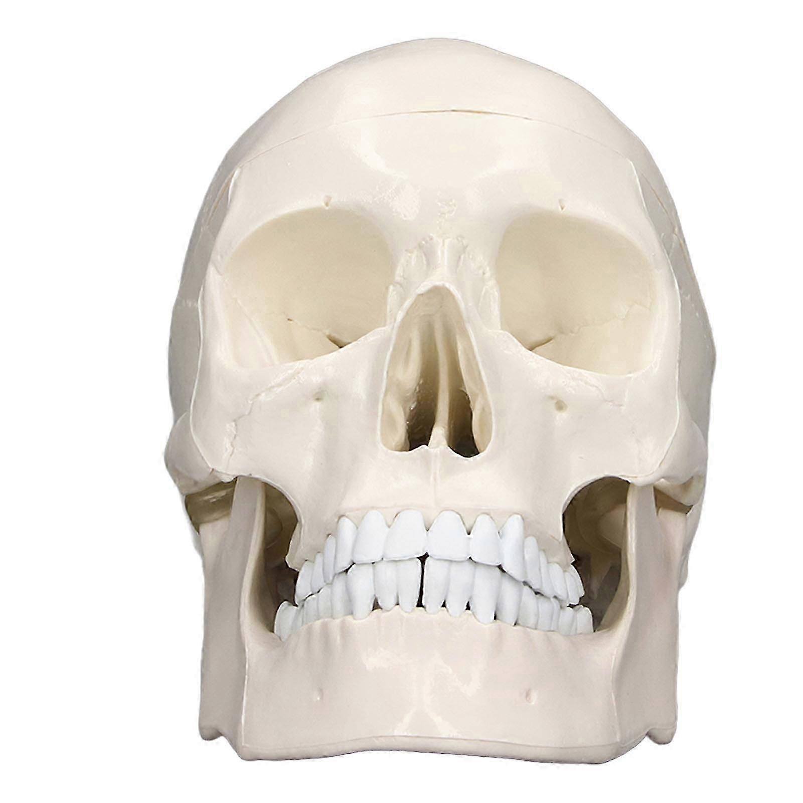 Simulation 1:1 Human Head Skull Model Removable PVC Skull Model for Anatomy Learning Course