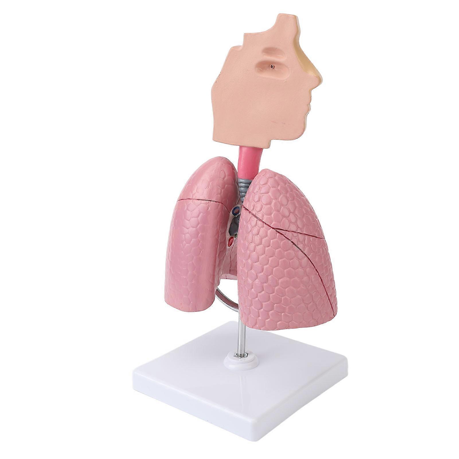 Respiratory System Model with Removable Heart Human Lung Anatomical Display for Students Study Teaching Tool 