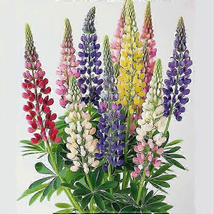 50 Lupinfrön - Halvvild permakultur