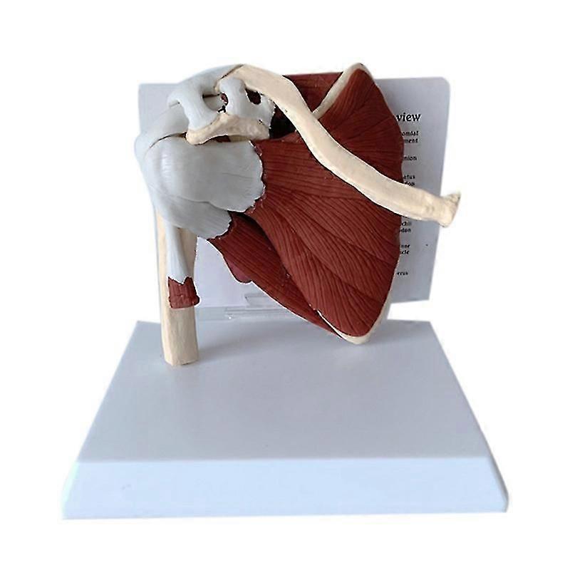 Human Skeleton Shoulder Scapula Clavicle Muscle Model Joint Functional Ligament Teaching Aid