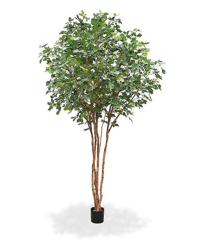 Common Beech tree (350 cm)