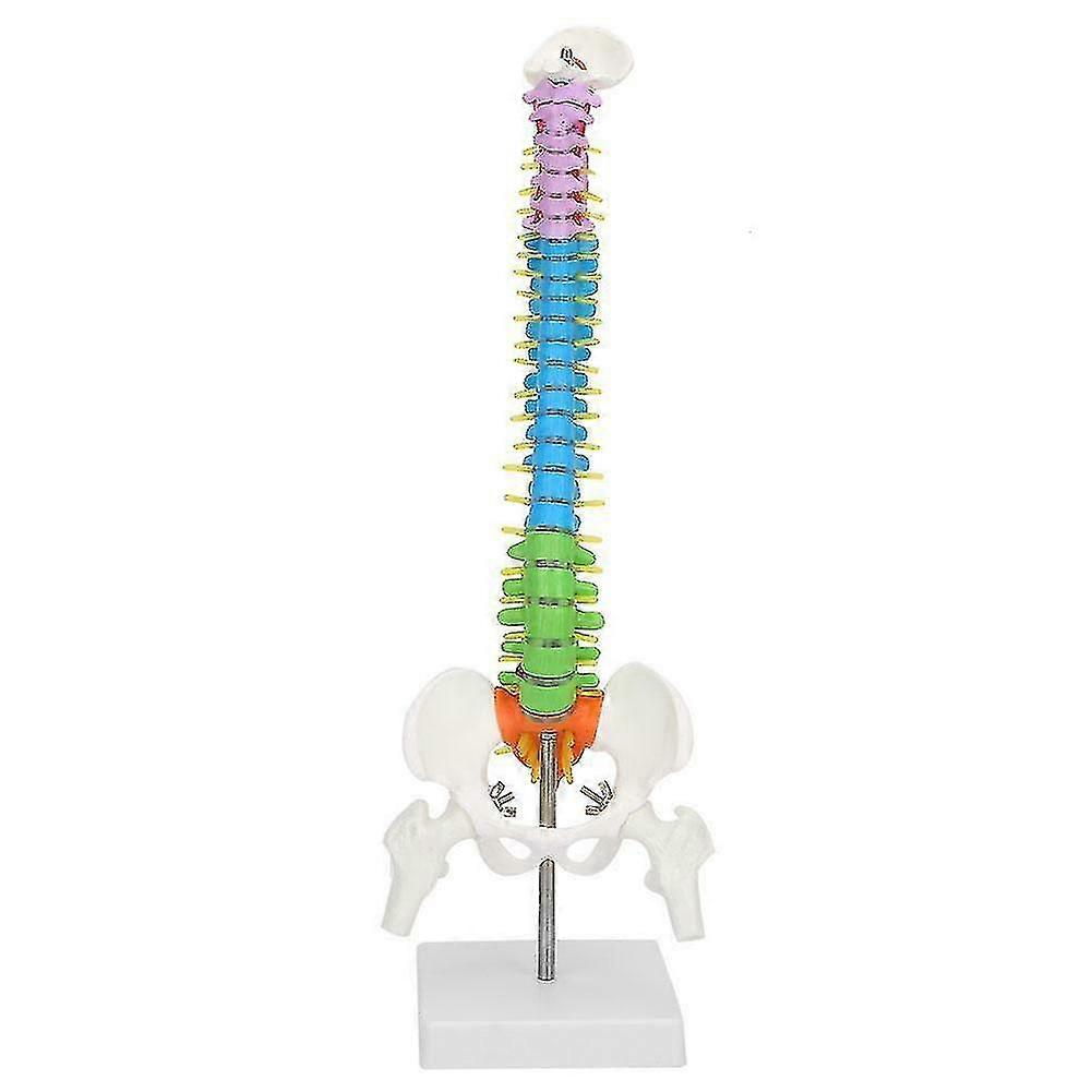 45cm Removable Man Spine Model Colorful Pvc Life Size Flexible Scientific Anatomical Skeleton Spine