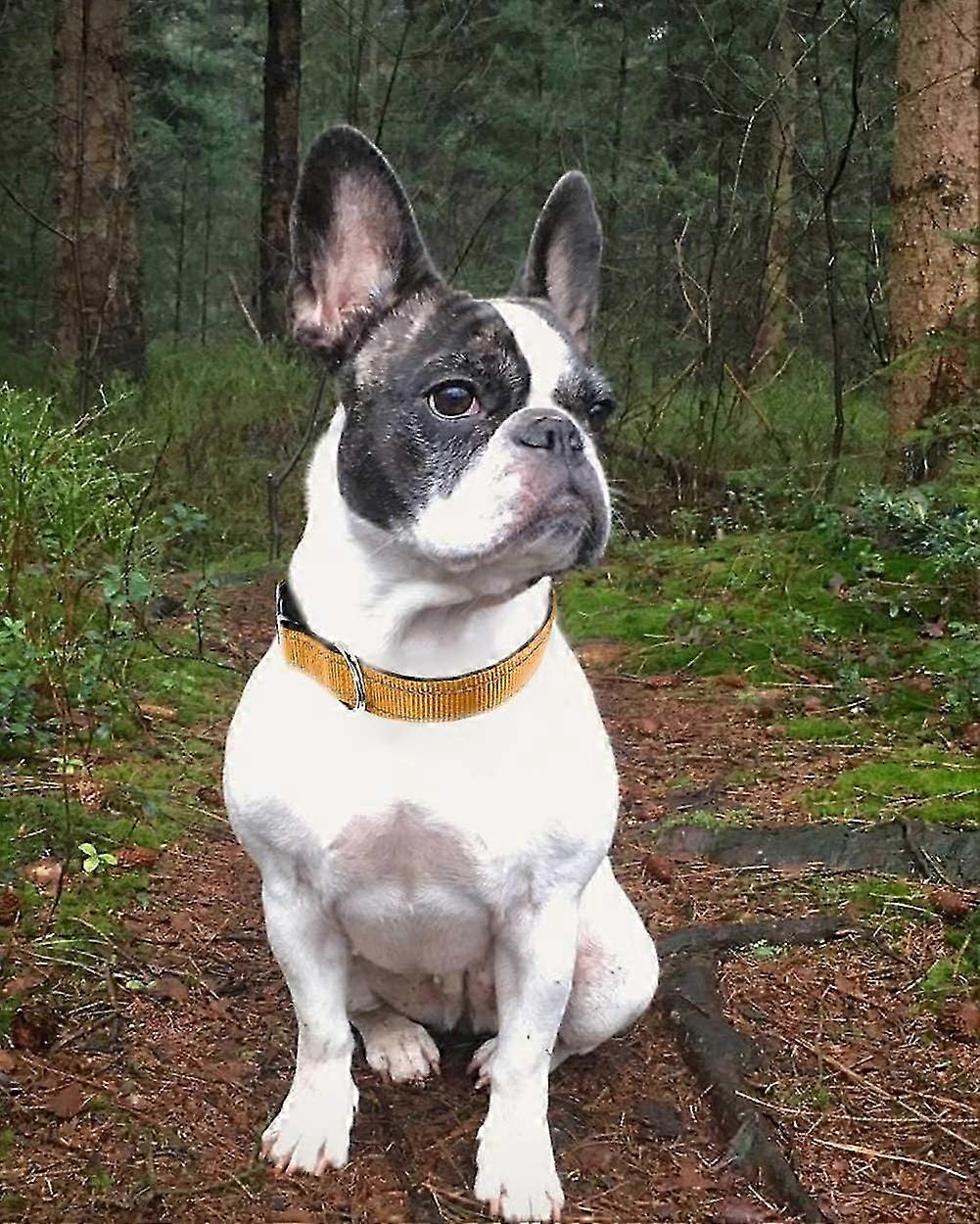 2025 Latest Model Reflective Dog Collar, Adjustable Soft Neoprene Padded